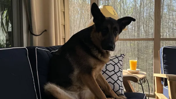 Cover image for If Dogs Invented Humans