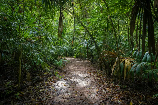 Cover image for The Internet Keeps Crashing Because We Tried to Gentrify a Jungle