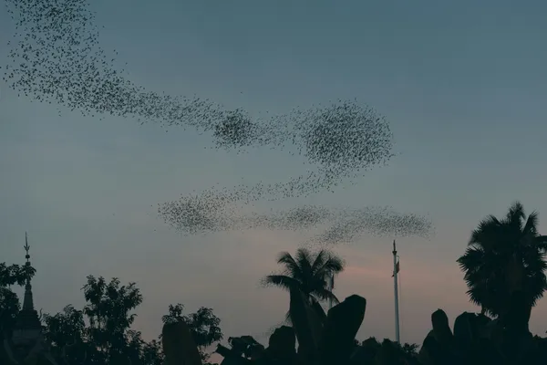 A flock of birds shifting in formation against a stormy sky, symbolizing coordinated autonomous agents.
