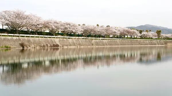 Cherry blossom trees line a concrete canal in Japan, their pink blooms reflected in still water with mountains in the distance.