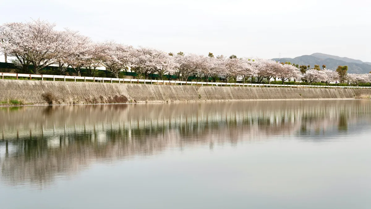 Cherry blossom trees line a concrete canal in Japan, their pink blooms reflected in still water with mountains in the distance.