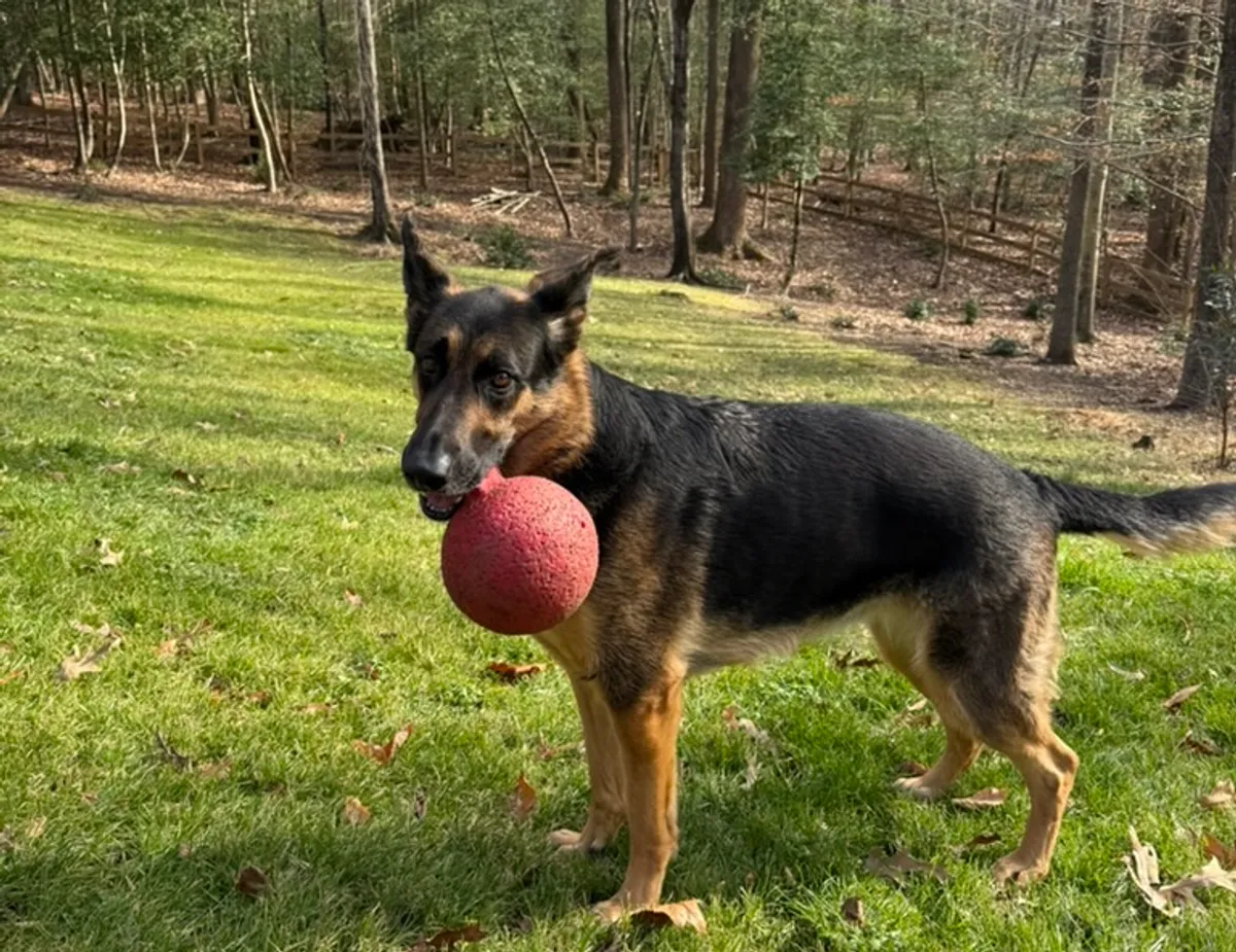 A german shepherd with a red ball.